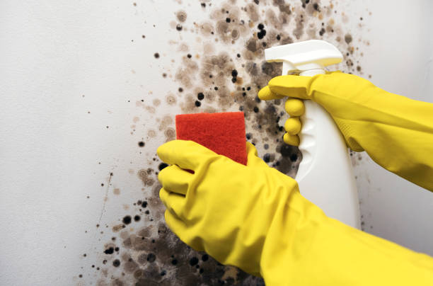 Best Localized Mold Remediation (e.g., coastal areas, humid climates) in Coleman, MI