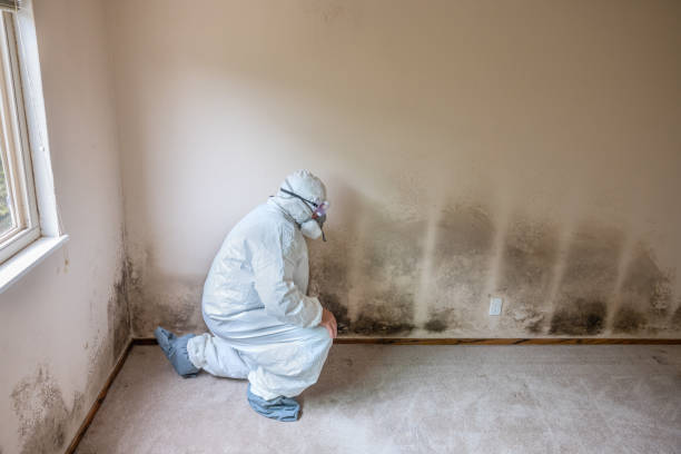Professional Mold Remediation in Coleman, MI