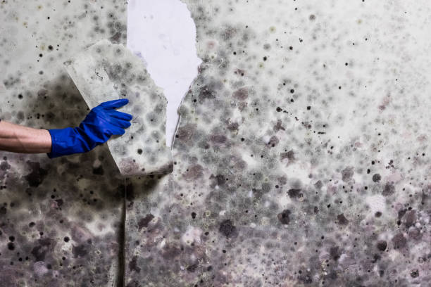 Reliable Coleman, MI Mold Remediation Solutions